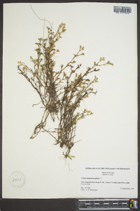 Polypremum procumbens image