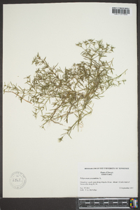 Polypremum procumbens image