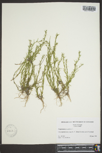 Polypremum procumbens image