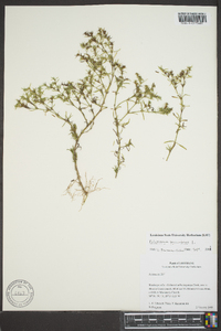 Polypremum procumbens image