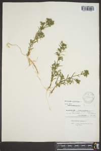 Polypremum procumbens image