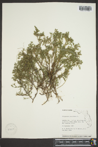 Polypremum procumbens image