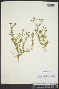 Polypremum procumbens image