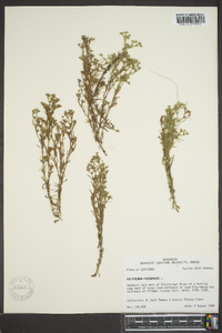 Polypremum procumbens image