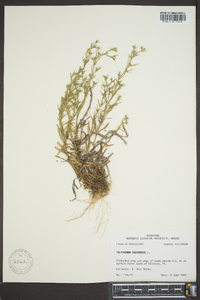 Polypremum procumbens image