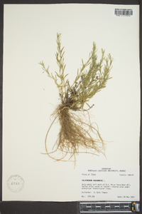 Polypremum procumbens image