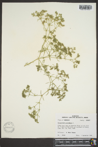 Polypremum procumbens image