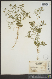 Polypremum procumbens image