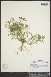 Polypremum procumbens image