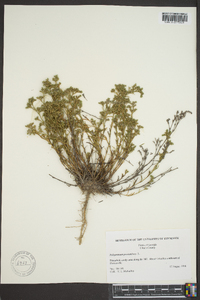 Polypremum procumbens image