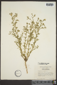 Polypremum procumbens image