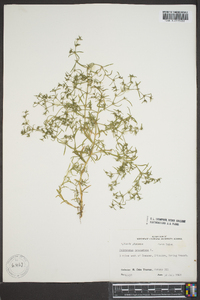 Polypremum procumbens image