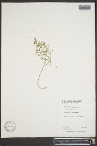 Polypremum procumbens image