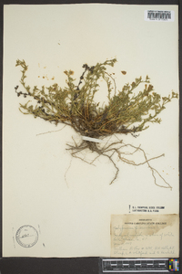 Polypremum procumbens image