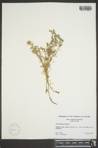 Polypremum procumbens image