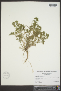 Polypremum procumbens image