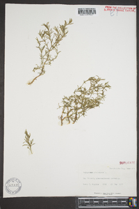 Polypremum procumbens image