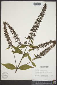 Buddleja davidii image