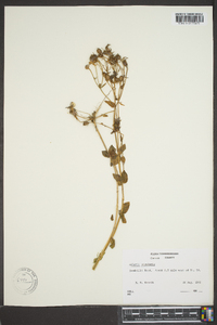 Sabatia angularis image