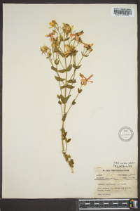 Sabatia angularis image