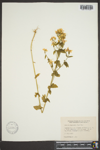 Sabatia angularis image