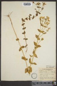 Sabatia angularis image