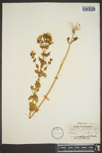 Sabatia angularis image