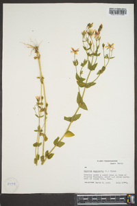 Sabatia angularis image