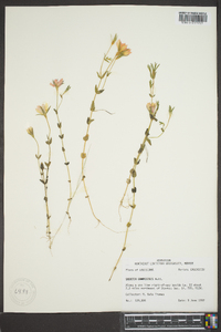 Sabatia campestris image