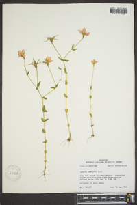 Sabatia campestris image