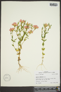 Sabatia campestris image