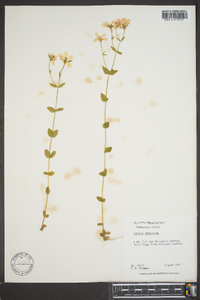 Sabatia campestris image