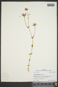 Sabatia campestris image