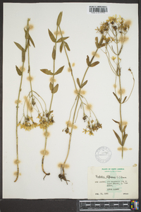 Sabatia difformis image