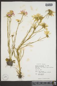 Sabatia dodecandra image