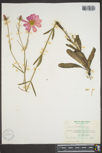 Sabatia dodecandra image