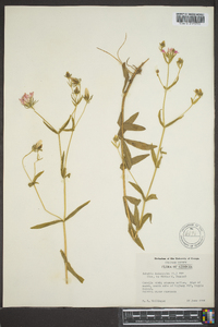 Sabatia dodecandra image