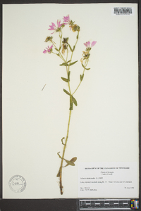 Sabatia dodecandra image