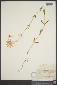 Sabatia dodecandra image