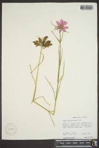 Sabatia gentianoides image