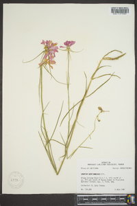 Sabatia gentianoides image