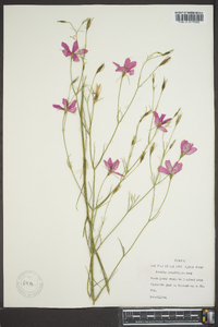 Sabatia grandiflora image