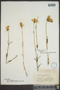 Sabatia grandiflora image