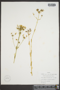 Sabatia quadrangula image