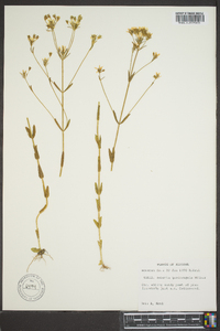 Sabatia quadrangula image