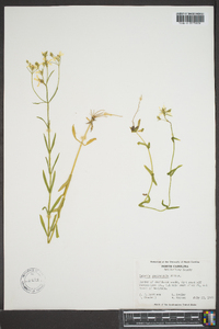 Sabatia quadrangula image