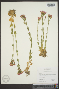 Centaurium erythraea image