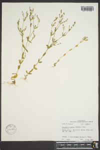 Centaurium texense image