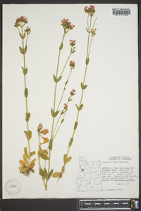 Centaurium umbellatum image