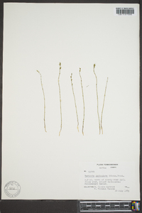 Bartonia paniculata image